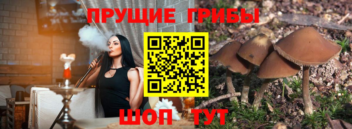 Псилоцибиновые грибы прущие грибы Астрахань
